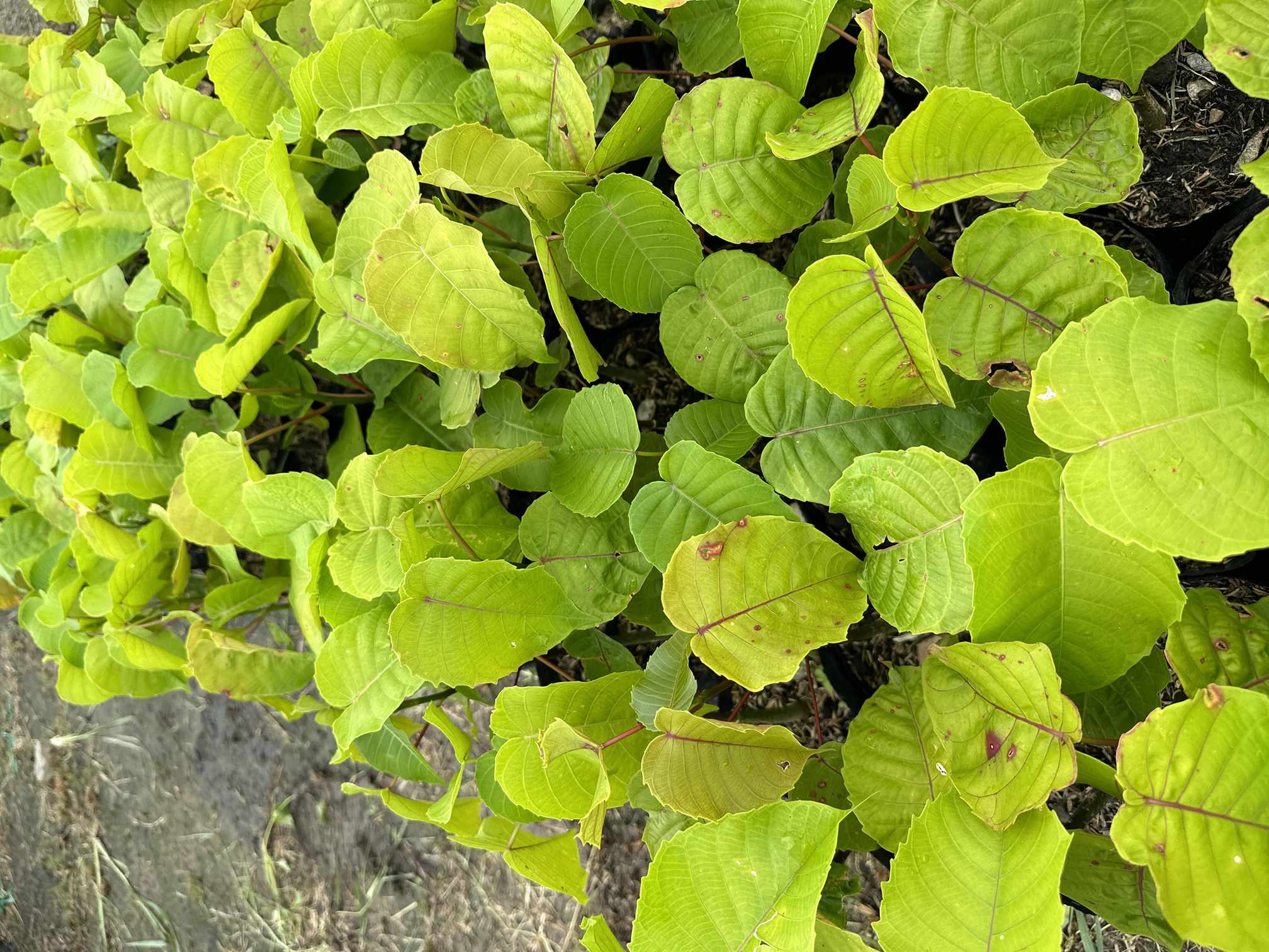 Vivero Cenproforest 11