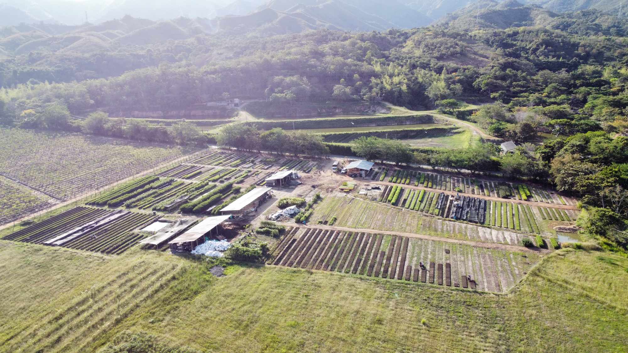 Vivero Cenproforest 13