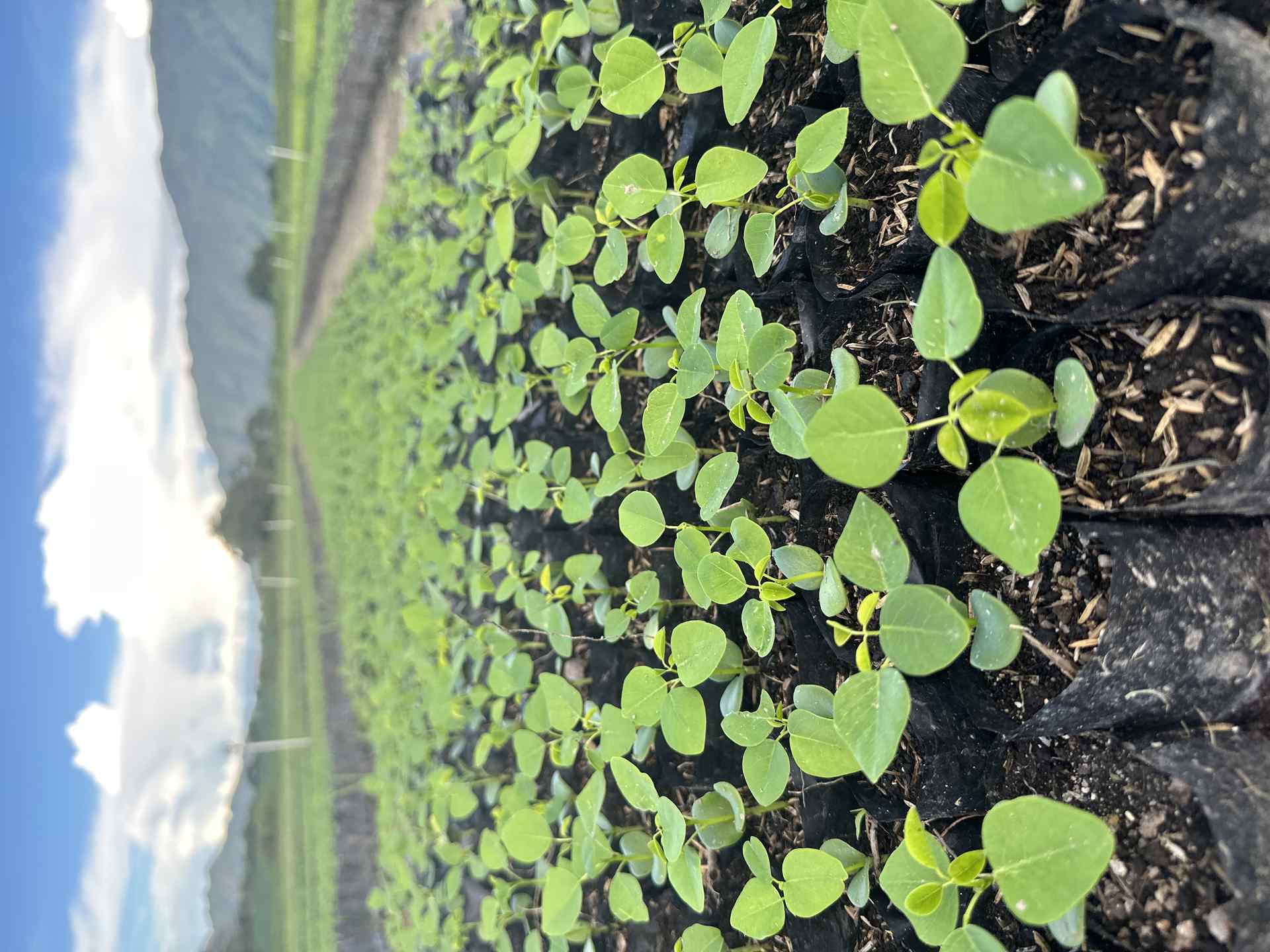 Vivero Cenproforest 14