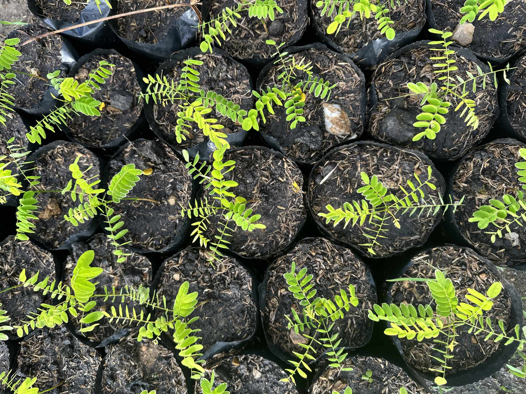 Vivero Cenproforest 15