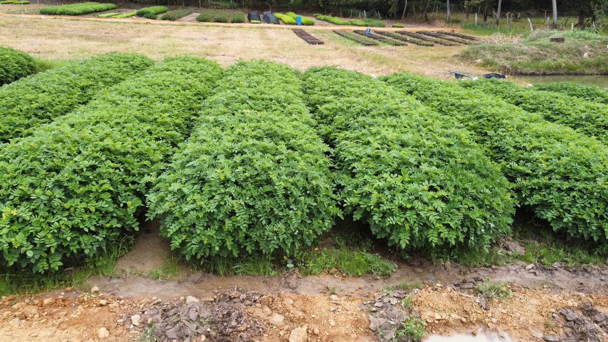 Vivero Cenproforest 16