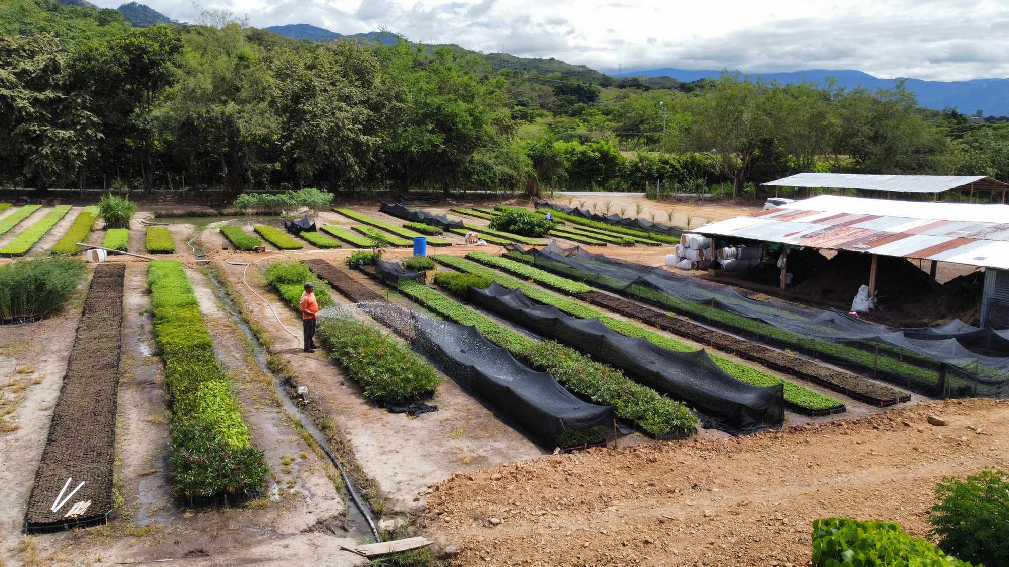 Vivero Cenproforest 17