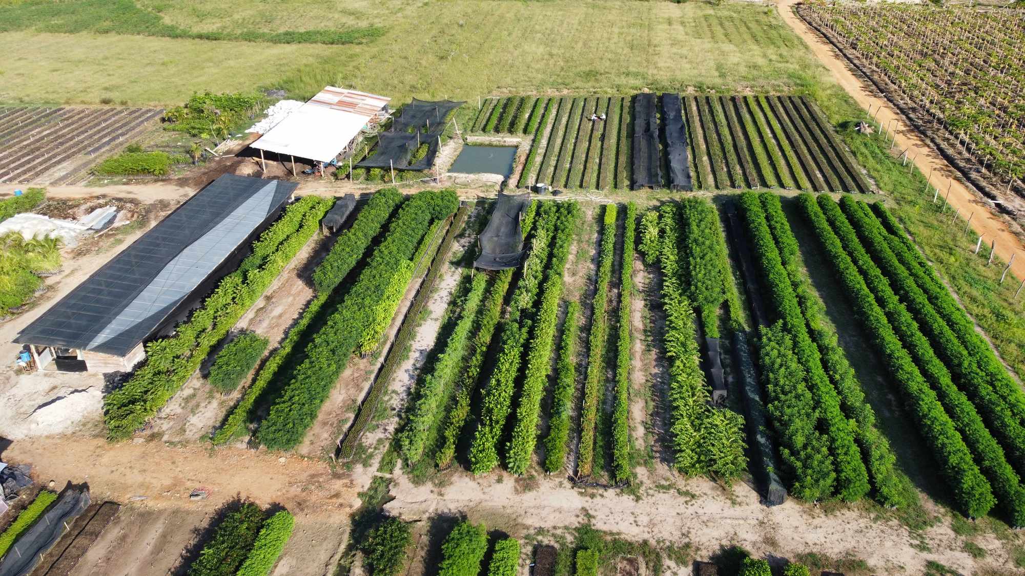 Vivero Cenproforest 2