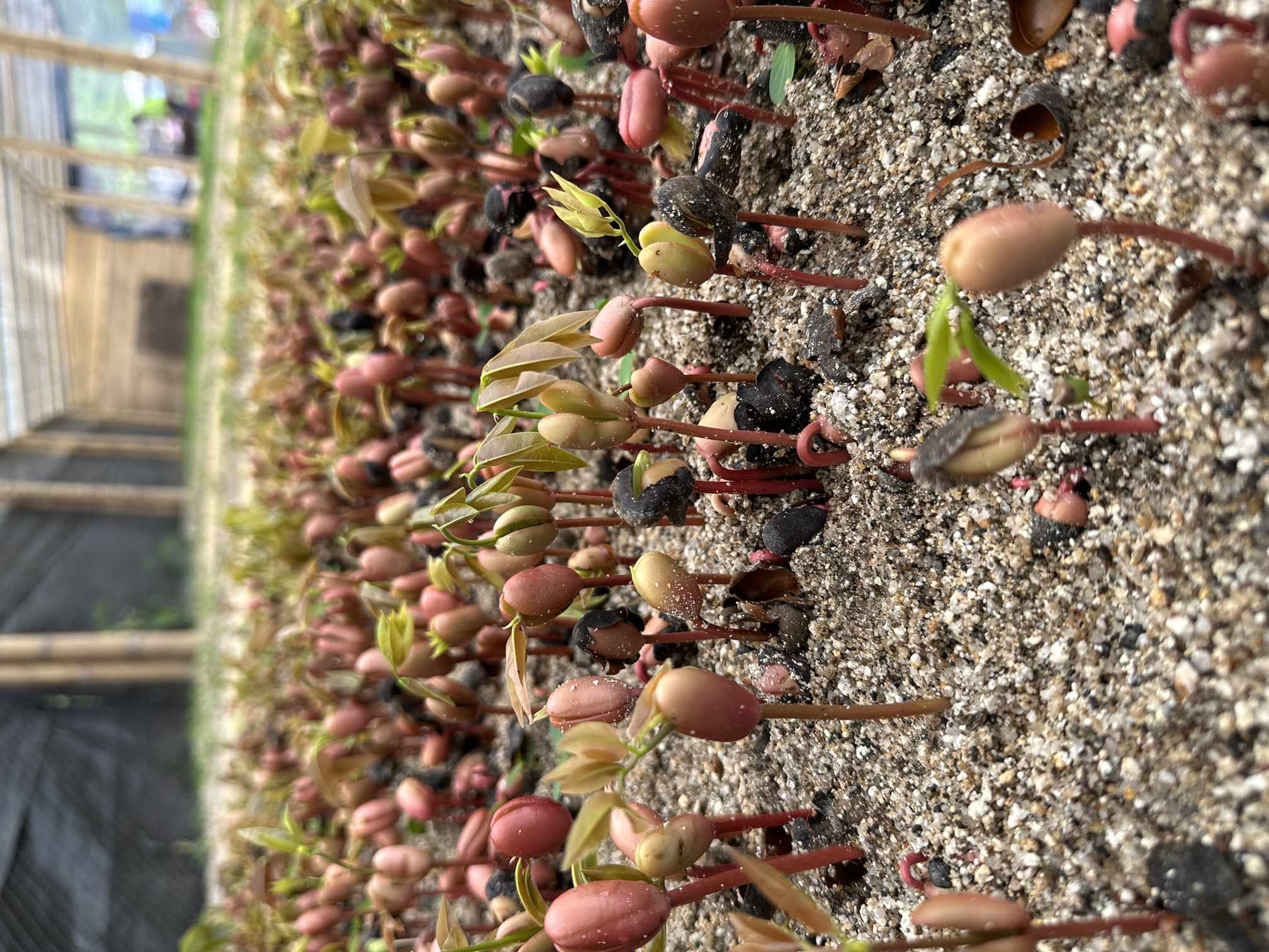 Vivero Cenproforest 3