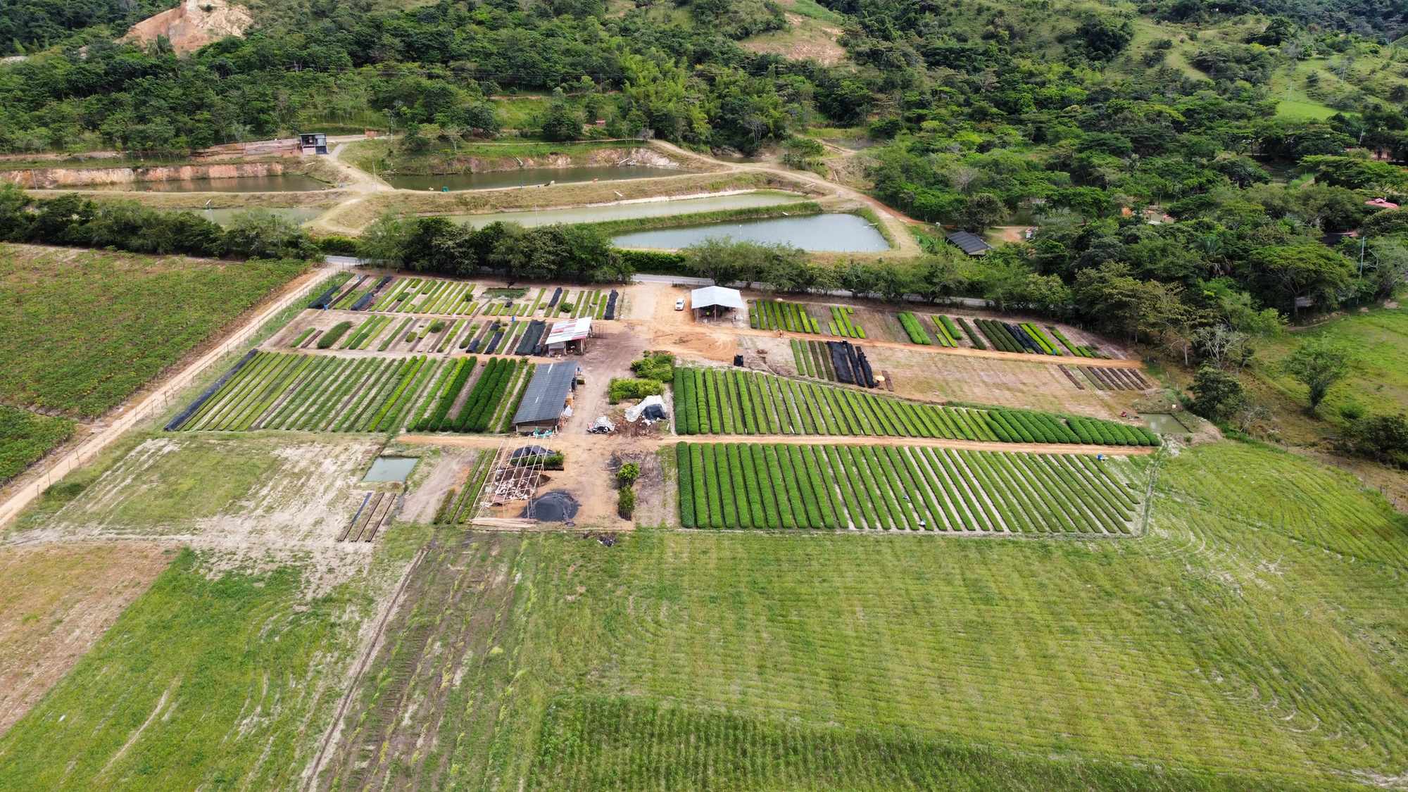 Vivero Cenproforest 7