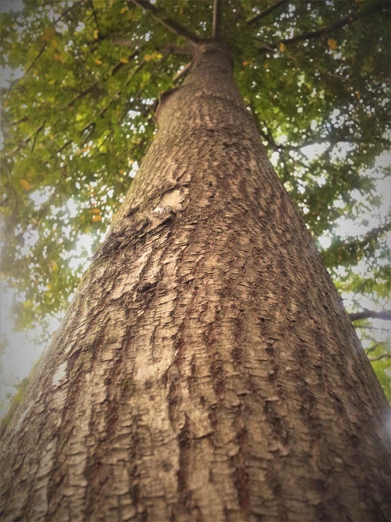 Abarco - Vista principal