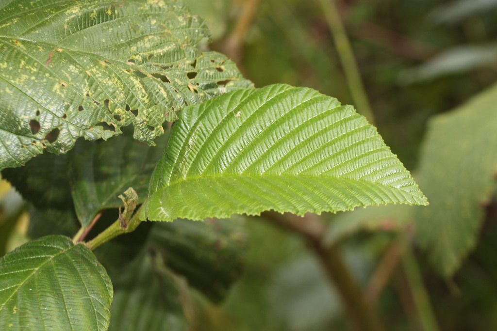 Aliso - Vista principal