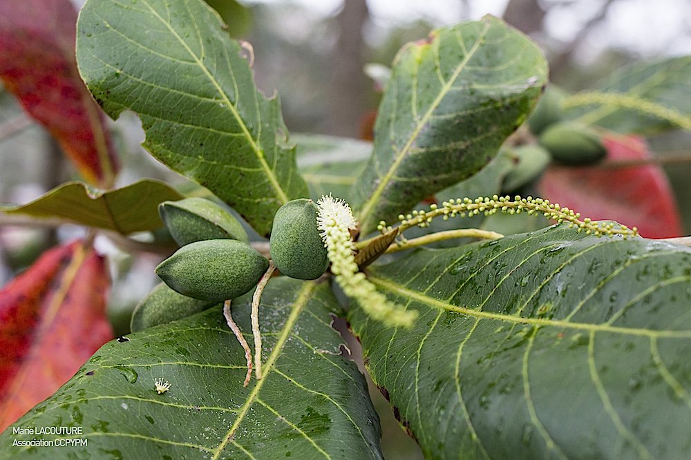 Almendro - Vista principal