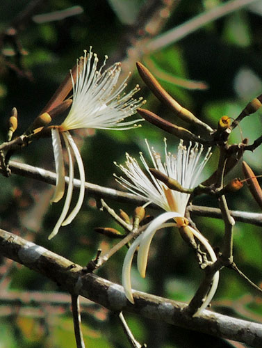 Ceiba - Vista principal