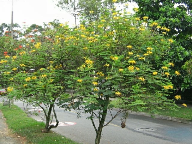 Clavellino - Vista 4