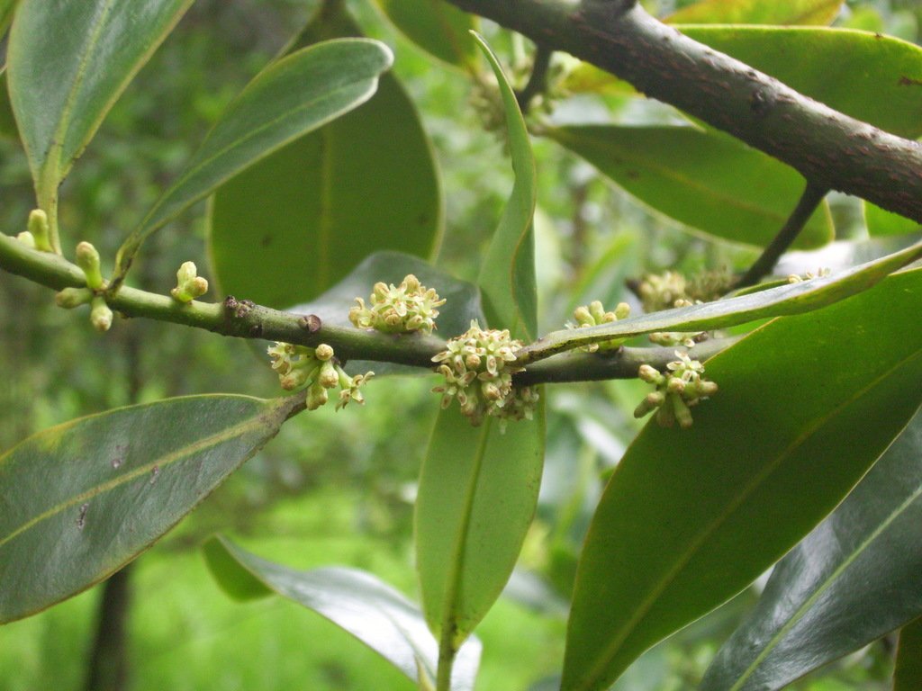 Cucharo - Vista principal