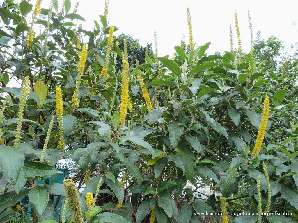 Duraznillo - Vista 2