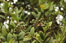 Garrocho-Chuque - Vista principal