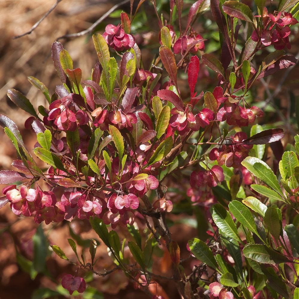 Hayuelo - Vista principal