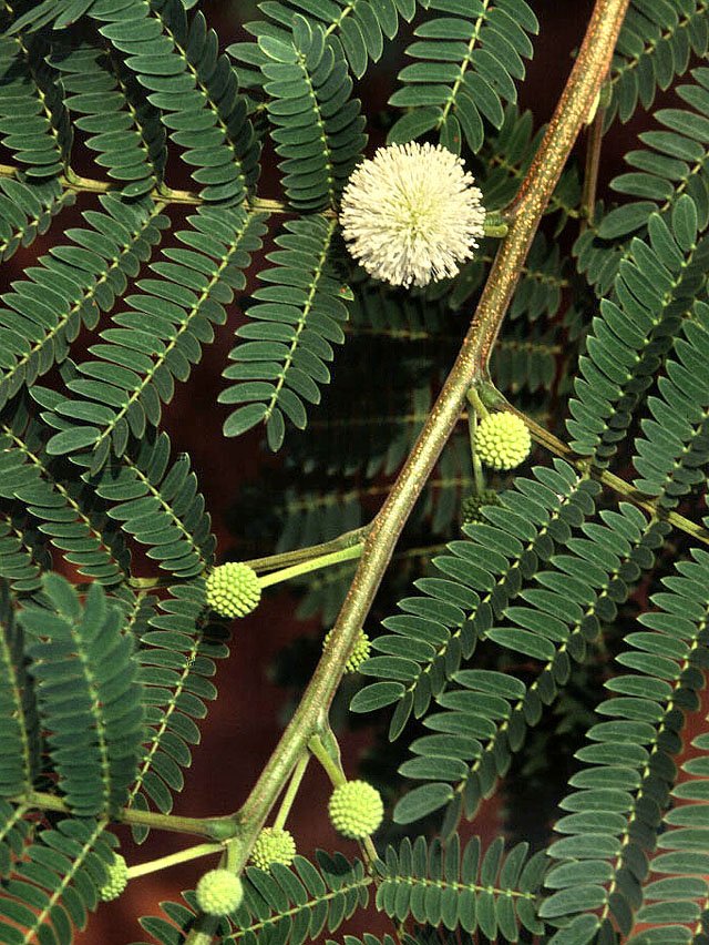 Leucaena - Vista principal