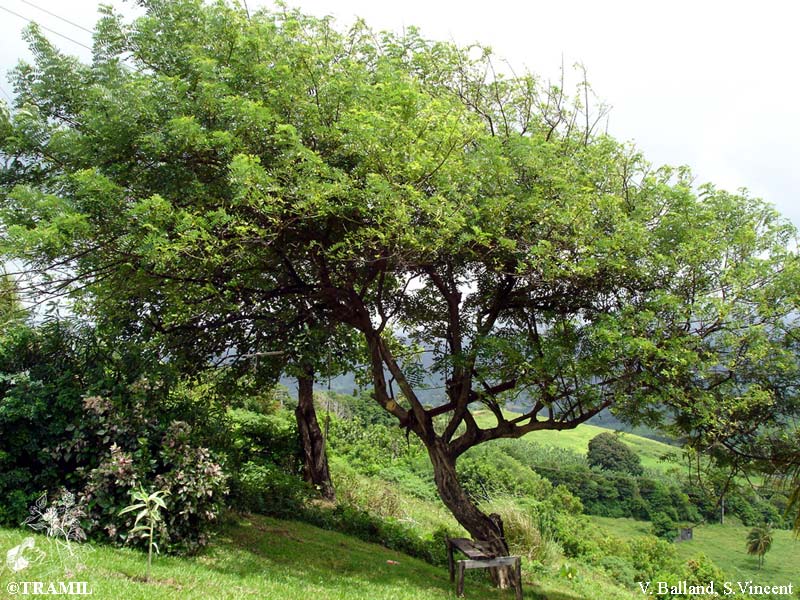 Matarratón - Vista 5