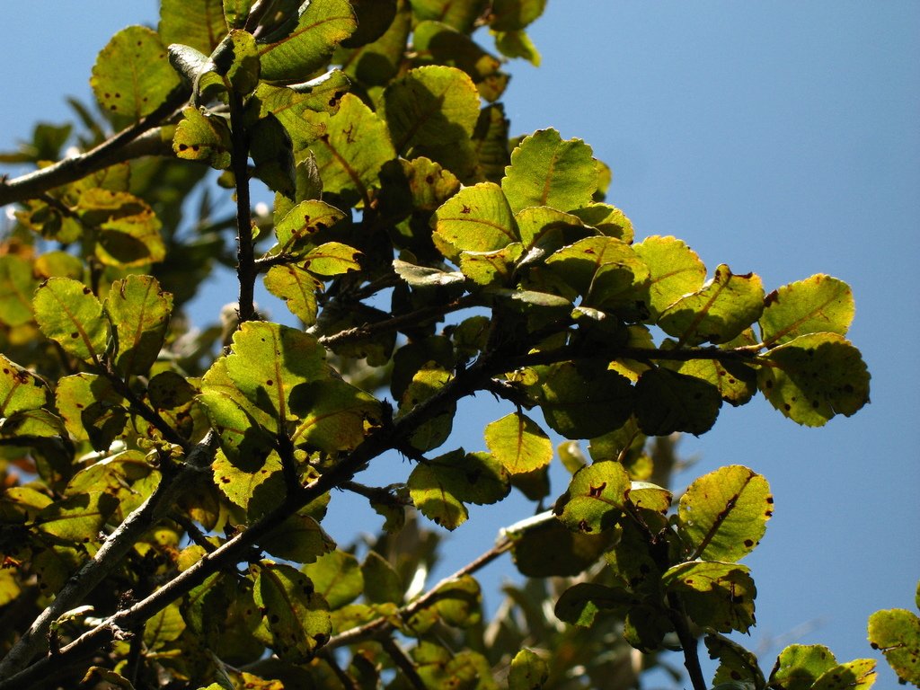 Mortiño - Vista principal