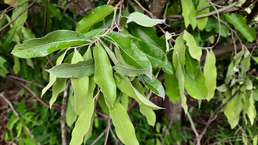 Oití - Vista principal