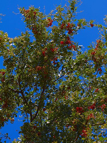 Payandé, Chiminango - Vista 2