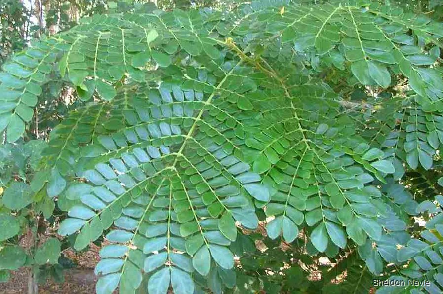 Samán, Campano - Vista 2