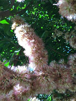 Suribio - Vista principal